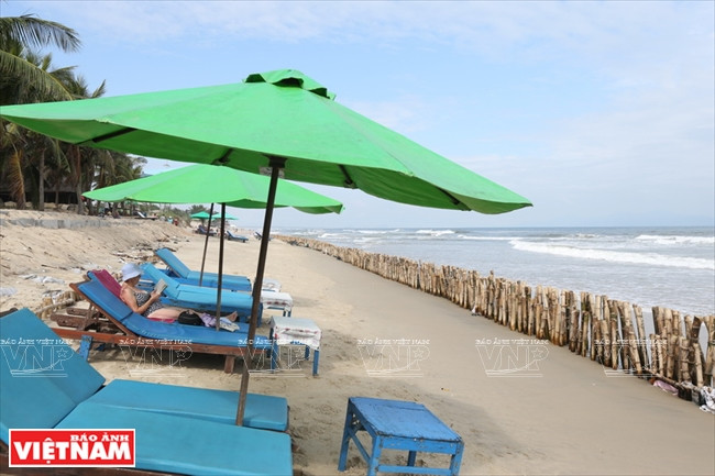 Cua Dai Beach used to be a great beach in Vietnam but now the scene is ruined by rows of bamboo stakes set up to prevent sea encroachment.(Source: VNA)