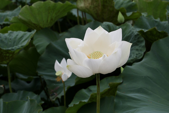The lotus pond is completely covered in white and its pristine beauty is depicted in many poems and other works of art. (Photo: VNA)