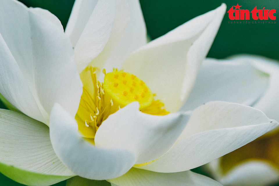 Visitors can enjoy a range of picturesque and peaceful settings at a white lotus pond just 20 kilometres from the centre of Hanoi. (Photo: VNA)
