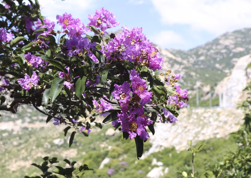 A fresh morning starts with a torch of romantic purple colour. (Photo: VNA)