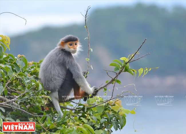 Official data show that Son Tra currently harbours more than 400 red-shanked doucs that are divided into many herds living across the peninsula. (Photo: VNP/VNA)