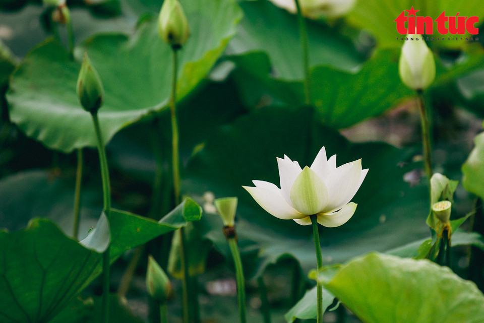 Flowers bloom from the end of lunar February to the end of lunar April. (Photo: VNA)