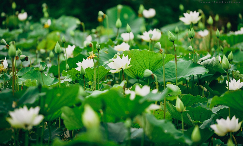 The site is one of the largest lotus ponds found throughout Hanoi. (Photo: VNA)