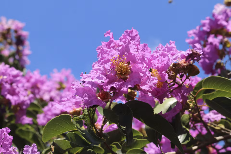 The striking purplish hues of giant crape-myrtle flowers add a touch of colour to the summer. (Photo: VNA)