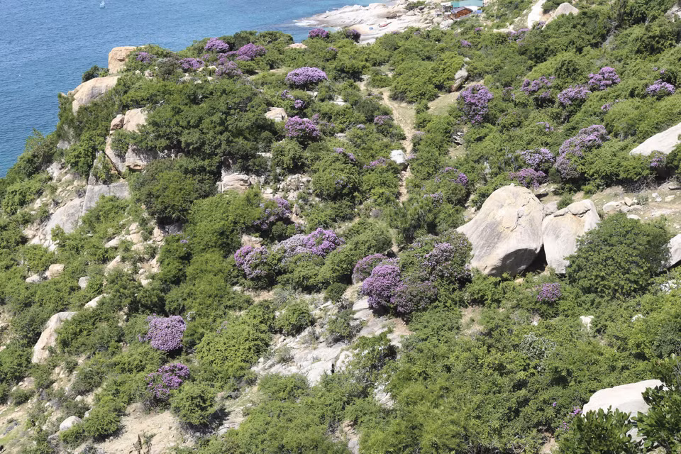 After fully blooming, the rich colours of giant crape-myrtle flowers begin to fade and finally fall off from their branches altogether. (Photo: VNA)