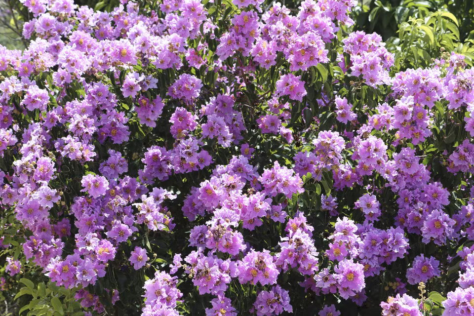 Each flower features six thin and light petals. (Photo: VNA)