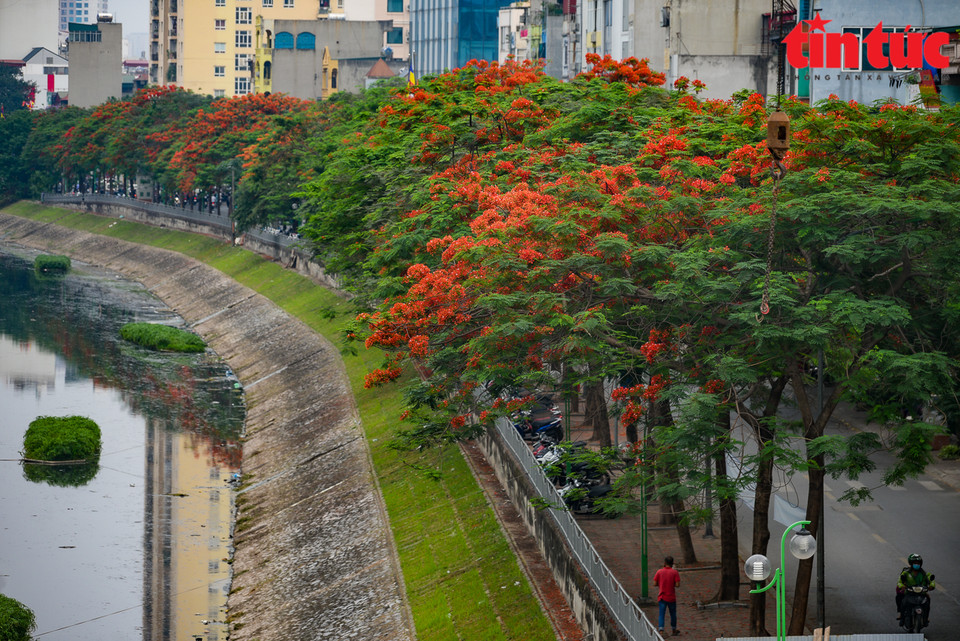 Flamboyant flowers showcase their beauty with vibrant red colour under the scorching sun of summer. (Photo: VNA)
