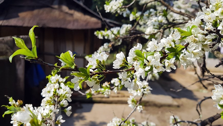 Plum blossoms bloom in Spring (Photo: VNA)