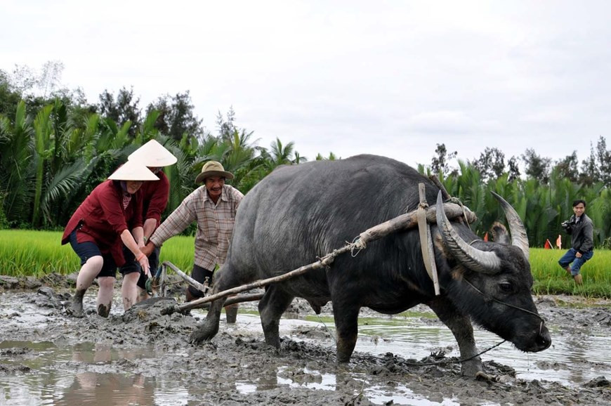 Foreign tourists experience farming works with locals in Hoi An ancient town (Photo:VNA)