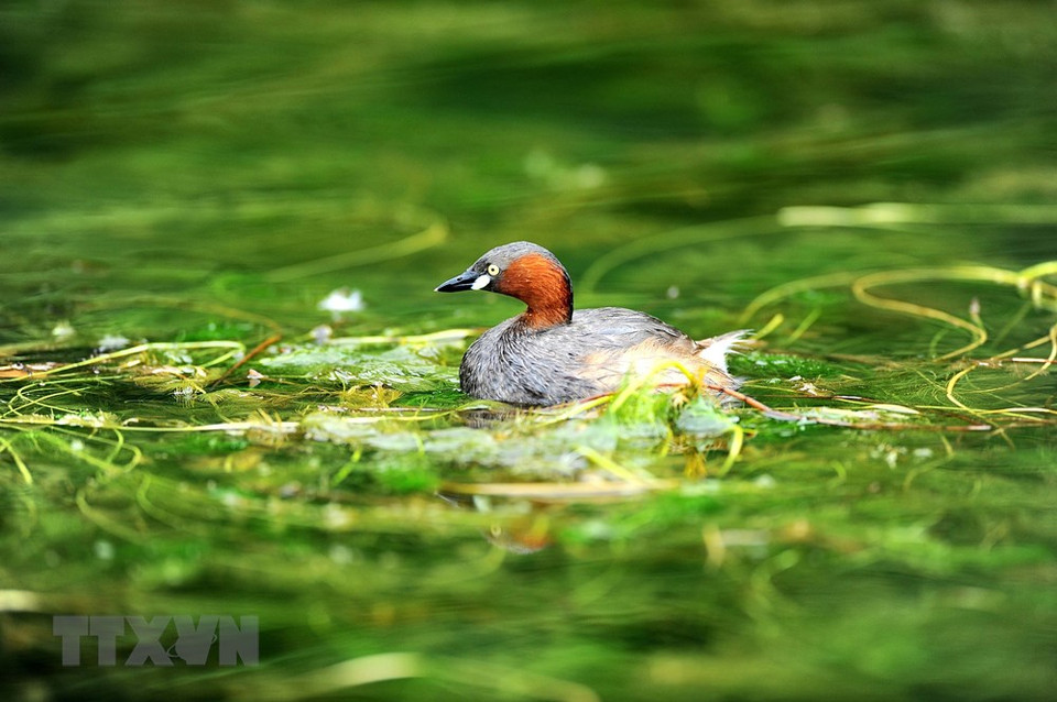 A bird at Thung Nham bird park in Trang An. (Photo: VNA)