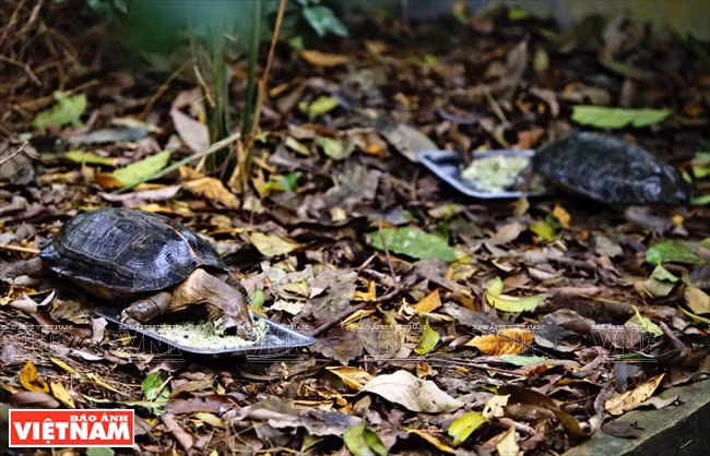 Little turtles at the Cuc Phuong Turtle Conservation Center in the northern province of Ninh Binh receive calcium-added food for shell growth. (Photo: VNA)