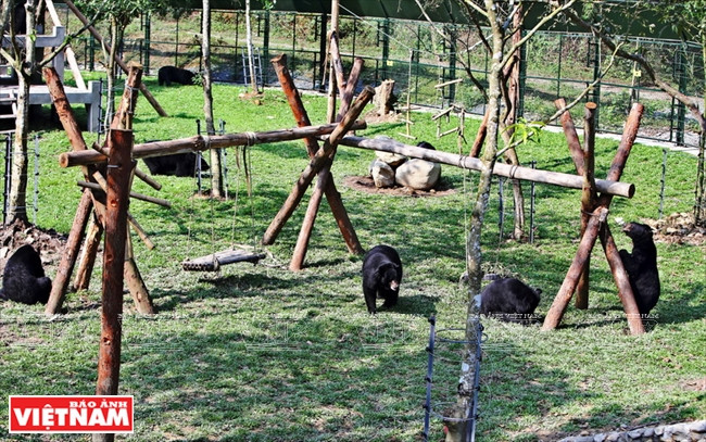 Located in the buffer zone of Tam Dao National Park in the northern province of Vinh Phuc, Tam Dao Bear Rescue Center opened in April 2008. The 1.2 ha center with an investment of over 3.3 million USD can accommodate 200 bears. (Photo: VNA)