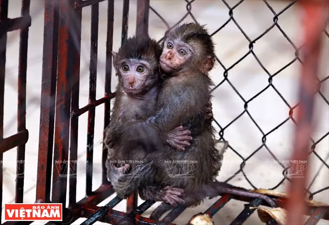 Two small monkeys who have just been rescued are afraid of strangers. (Photo:VNA)