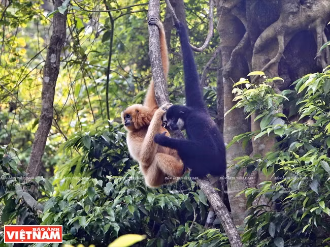 The Cuc Phuong Endangered Primates Rescue Center is home to six endangered primate species. (Photo:VNA)
