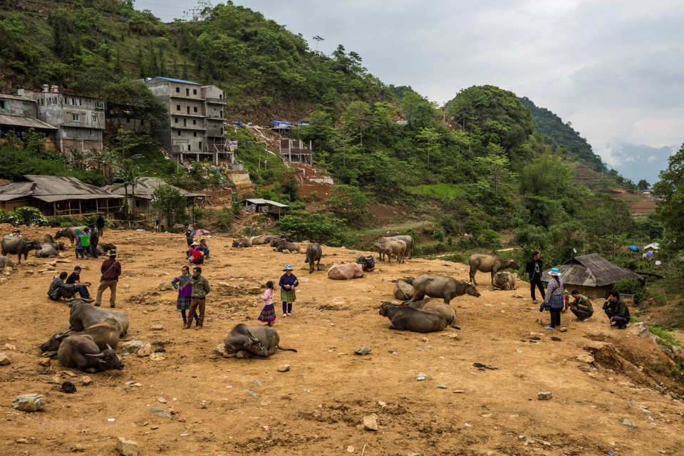 However, the number of buffaloes brought to Can Cau Market has declined in recent years (Photo: VNA)