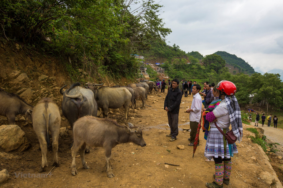 Can Cau is considered the biggest buffalo market in the northwestern region when hundreds of buffaloes are brought here on each market day (Photo: VNA)