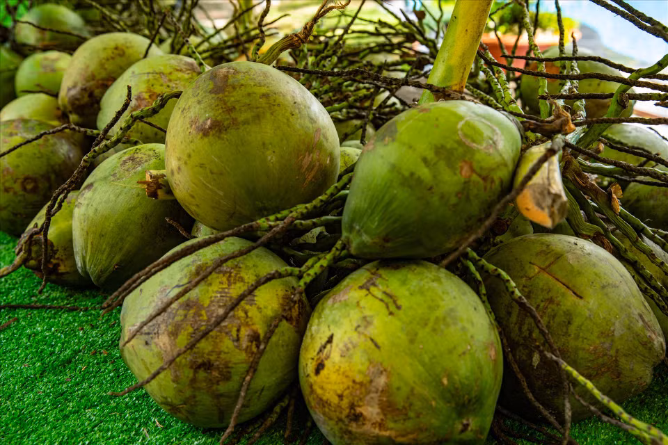 Aside from refreshing coconut water, Ben Tre’s coconut production offers an array of other products, including candy, beverages, and canned foods made from coconuts. (Photo: VNA)