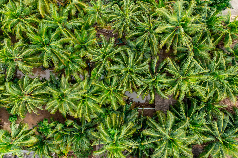 A bird eye’s view of a coconut forest. (Photo: VNA)