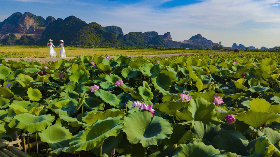 Vast lotus fields stretch out over fields in the ancient capital of Ninh Binh. (Photo: VNA)