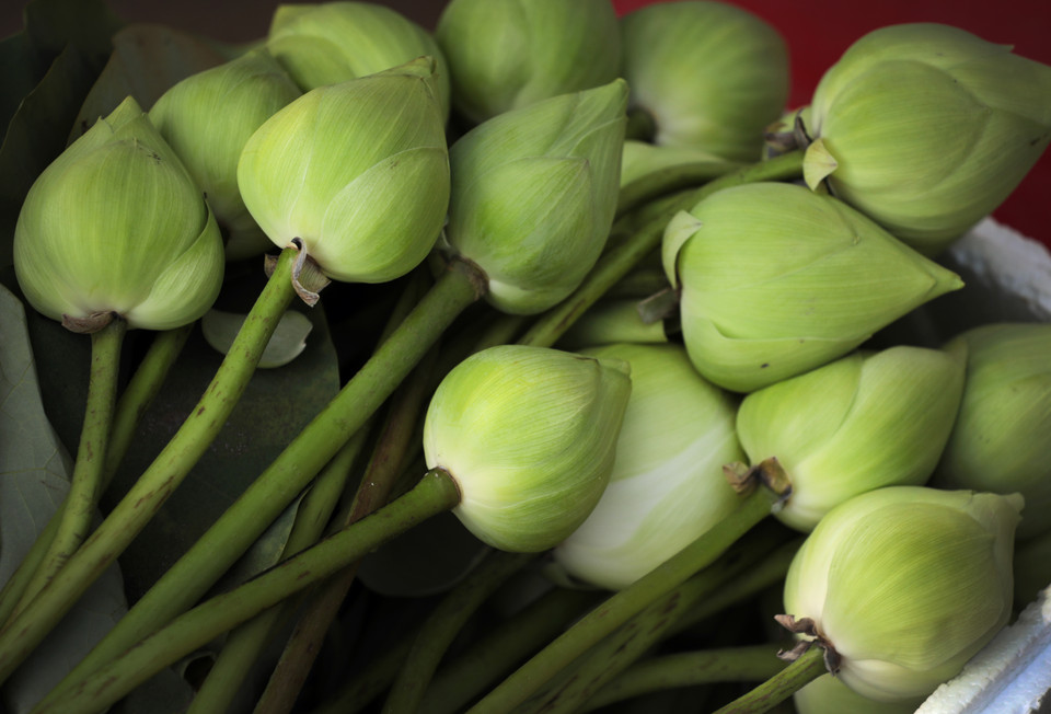 Lotuses picked early in the morning are still fresh. (Photo: VNP/VNA)