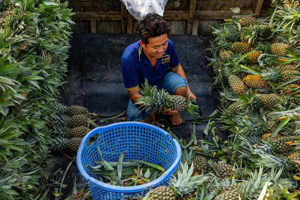 Waterways serve as the primary means of transporting pineapples, which are gathered at Nga Nam floating market before being purchased by traders. (Photo: VPA/VNA)