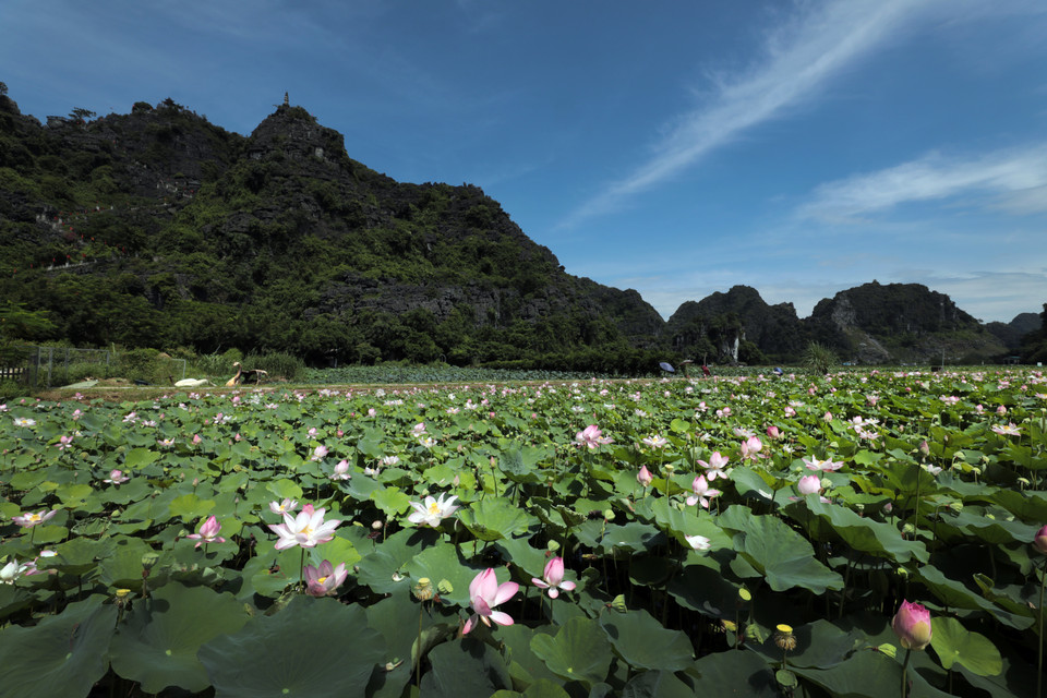 Among the lotus ponds in Ninh Binh, the most beautiful lotus lagoon is at the foot of Ngoa Long Mountain near Mua Cave, with an area of up about a hectare. (Photo: VNP/VNA)