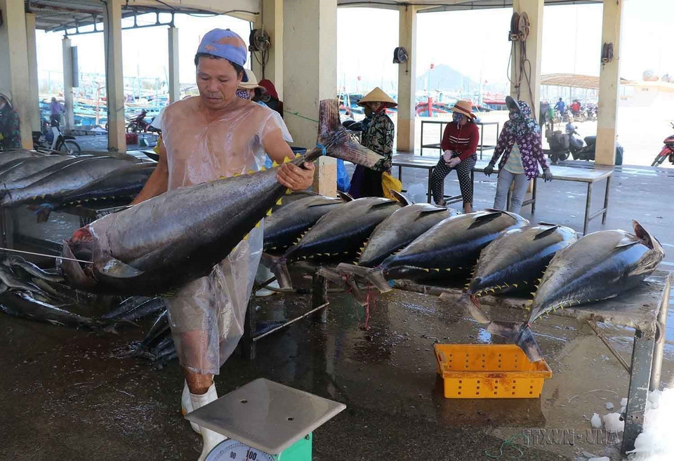 In 2022, the US becomes Vietnam's first export market with export value exceeding 100 billion USD, and this makes Vietnam becomes the US’s eighth largest trade partner. In the photo: Phu Yen tuna has been shipped to many countries, including the US. (Photo: VNA) 