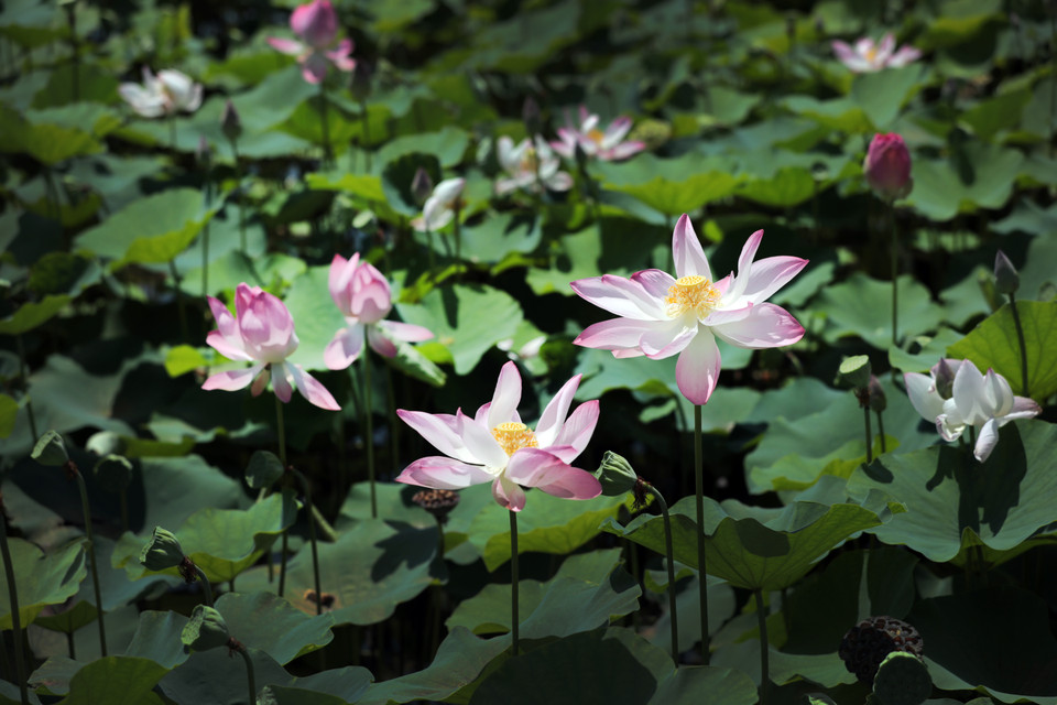 June is the time lotuses in Ninh Binh are the most beautiful. (Photo: VNP/VNA)
