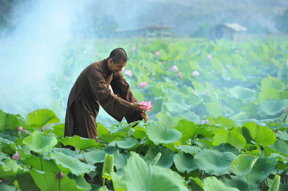 With a pure and ethereal beauty, lotuses are associated with Buddhism. (Photo: VNA)