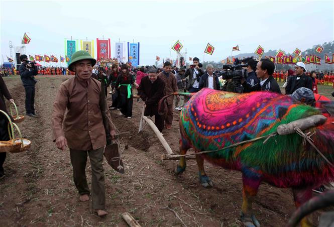 A local farmer performs the ploughing practice at the festival (Photo: VNA)