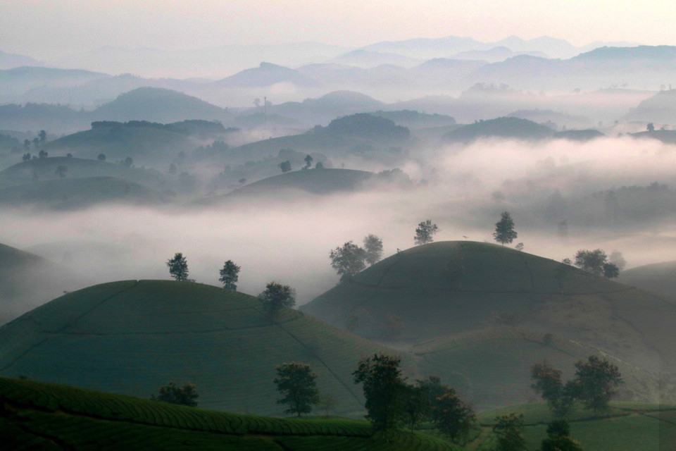 Long Coc tea hill carries a winsome beauty at dawn in the lenses of photographers. (Photo: VNA)