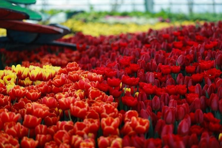 Tulip flowers are blooming at their best during a tulip festival in Nha Trang, attracting thousands of visitors (Photo:VNA)