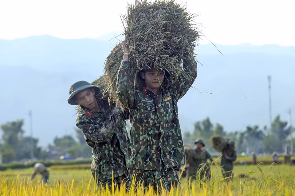 Soldiers help local farmers harvest rice (Photo: VNA)