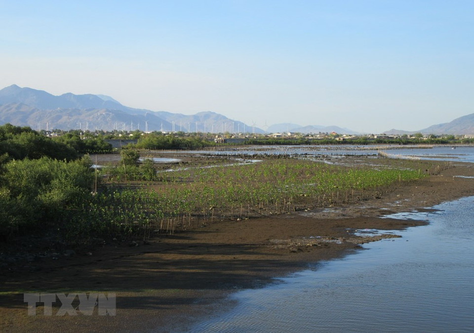 Mangrove ecosystem at Nai lagoon (Photo: VNA)