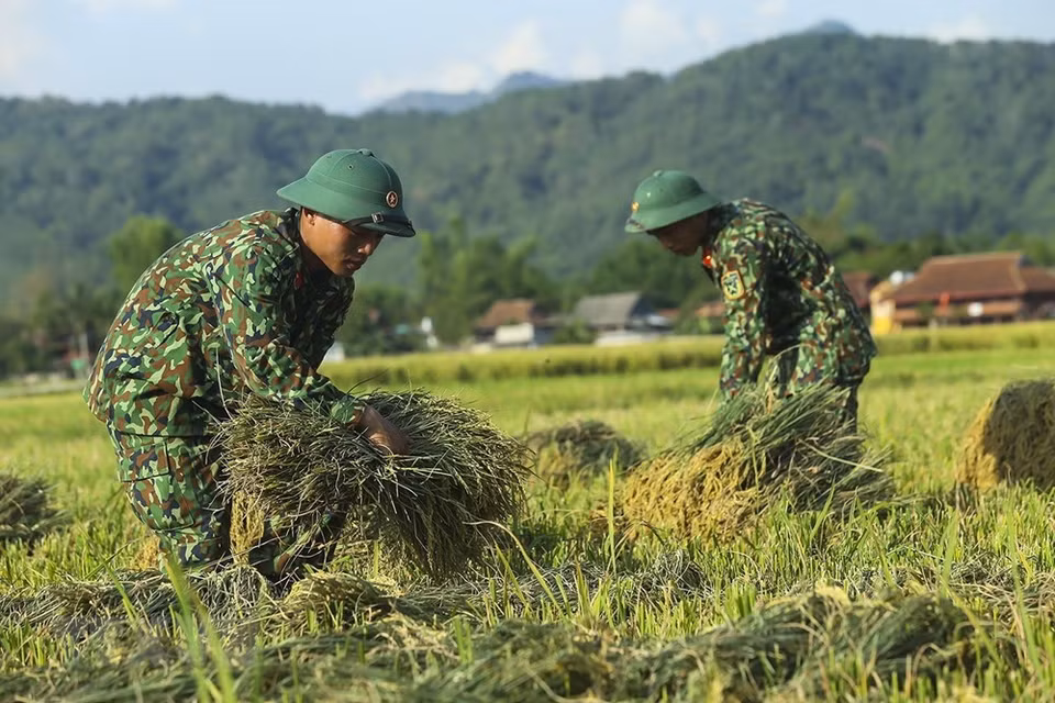 Rice are sheaved before transporting (Photo: VNA)