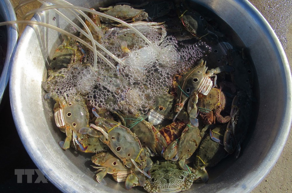 Blue crabs are on sale at Nai market (Photo: VNA)