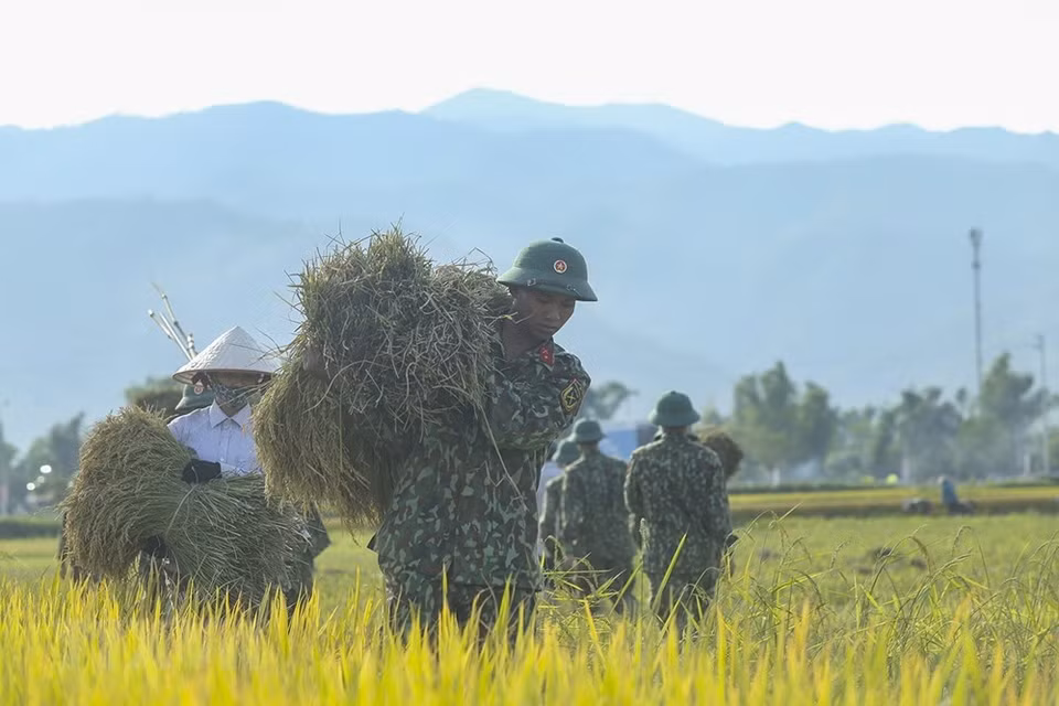 Local farmers and soldiers harvest crop on Muong Thanh paddy field (Photo: VNA)