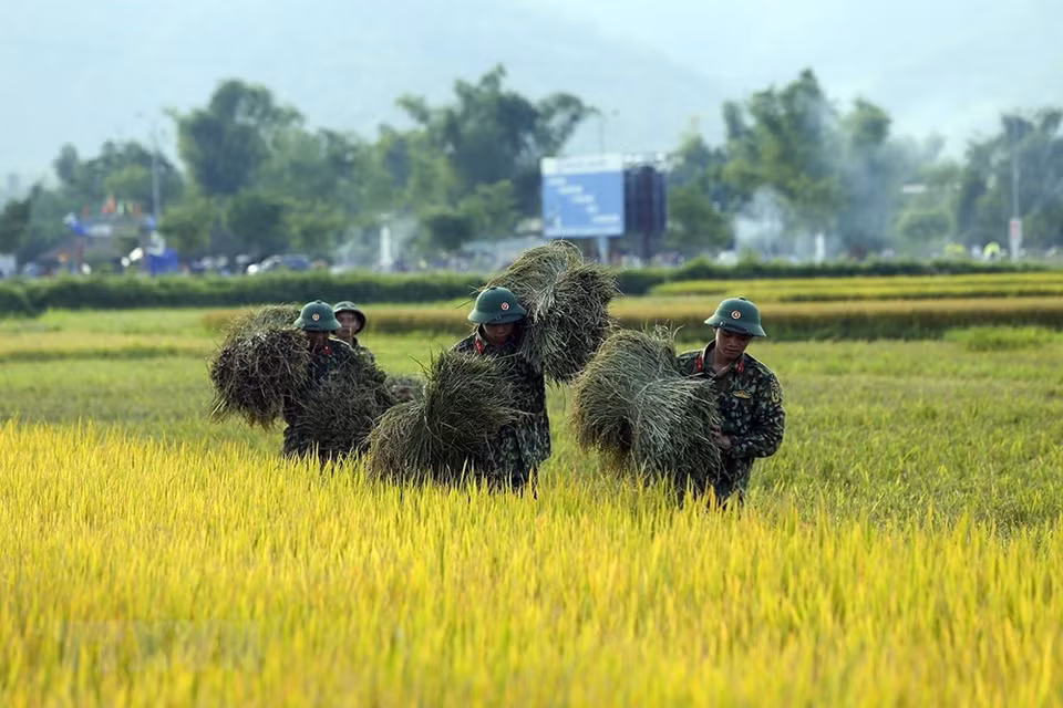 Soldiers help local farmers harvest rice (Photo: VNA)