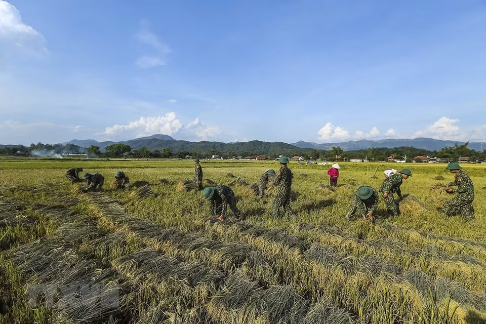 Soldiers help local farmers harvest rice (Photo: VNA)