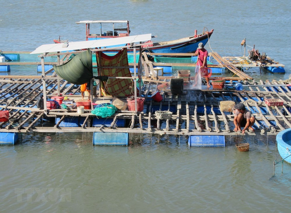 Oyster cage farming model is developed in Nai lagoon (Photo: VNA) 