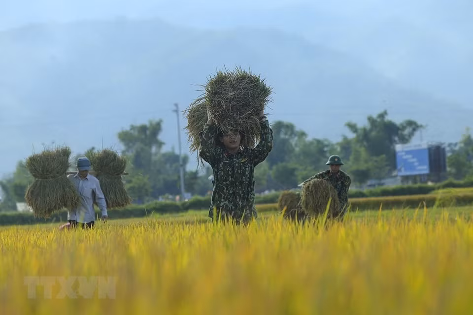 Soldiers help local farmers harvest rice (Photo: VNA)