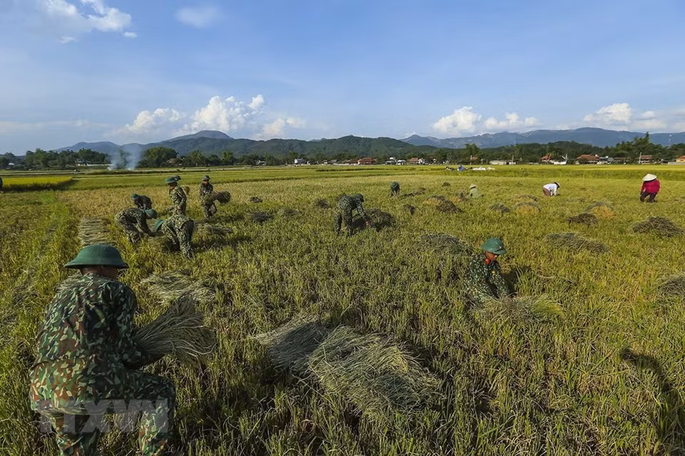 Due to extremely hot weather, farmers in Dien Bien province are facing difficulties in harvesting the Winter-Spring rice crop. In order to ensure their harvest schedule, soldiers of the Regiment 82 (Military Zone 2) are willing to assist the farmers (Photo: VNA)