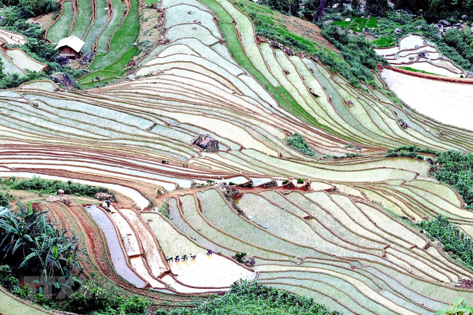 H’Mong and Thai ethnic people in Chieng Muon commune, Muong La district, Son La province prepare land for cultivation (Photo: VNA)