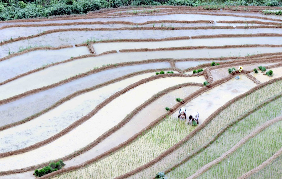 H’Mong and Thai ethnic people in Chieng Muon commune, Muong La district, Son La province prepare land for cultivation (Photo: VNA)