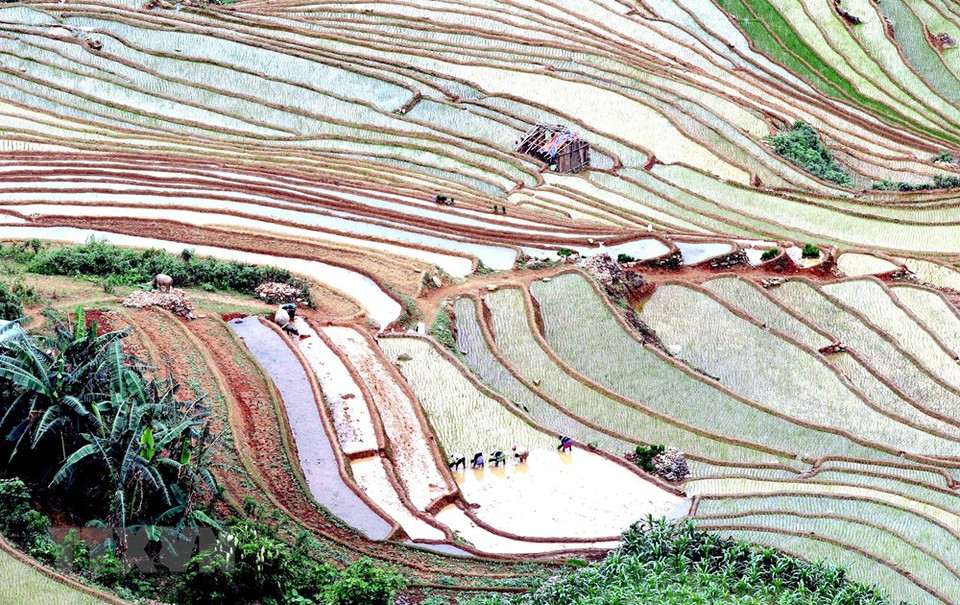 Terraced rice fields in Chieng Muon commune, Muong La district (Son La). (Photo: VNA)
