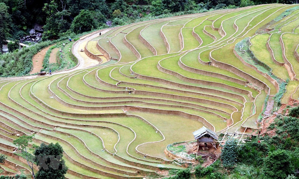 Terraced rice fields in Chieng Muon commune, Muong La district (Son La). (Photo: VNA)
