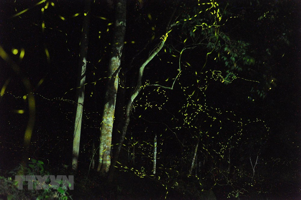 The light of fireflies flying together creates a perfect picture (Photo: VNA)