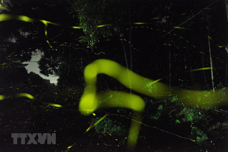 Yellow-green streaks of light created by tens of thousands of fireflies make the forest glow (Photo: VNA)