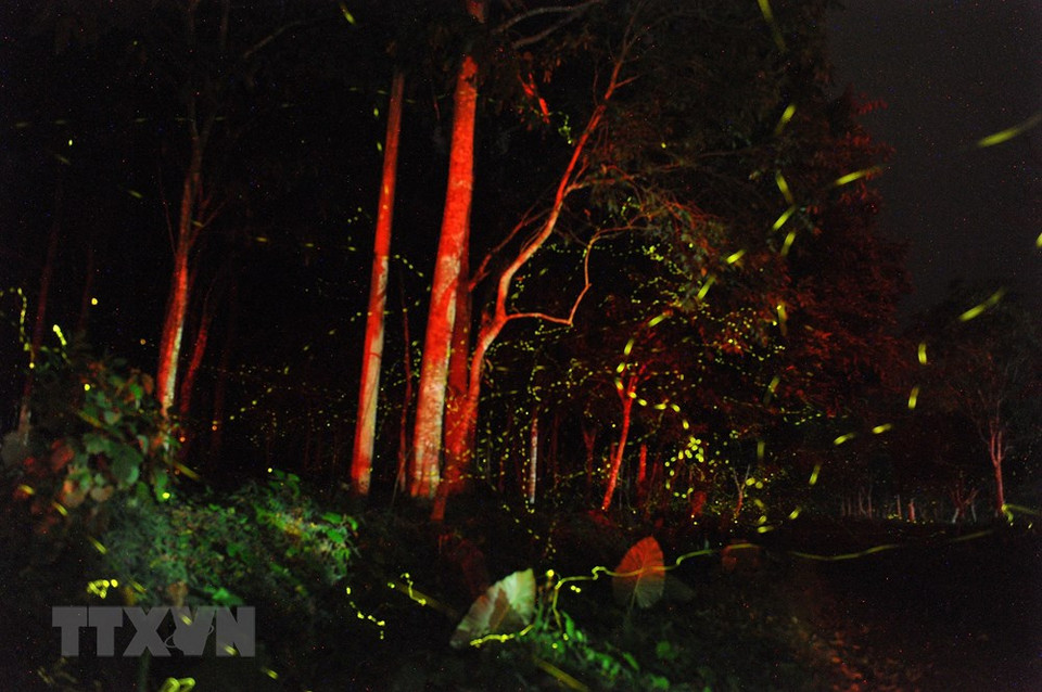 In the early summer nights, the light of fireflies becomes the main tourists attraction in Cuc Phuong National Park. (Photo: VNA)
