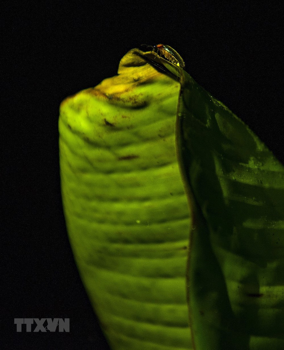 The light of fireflies flying together creates a perfect picture (Photo: VNA)